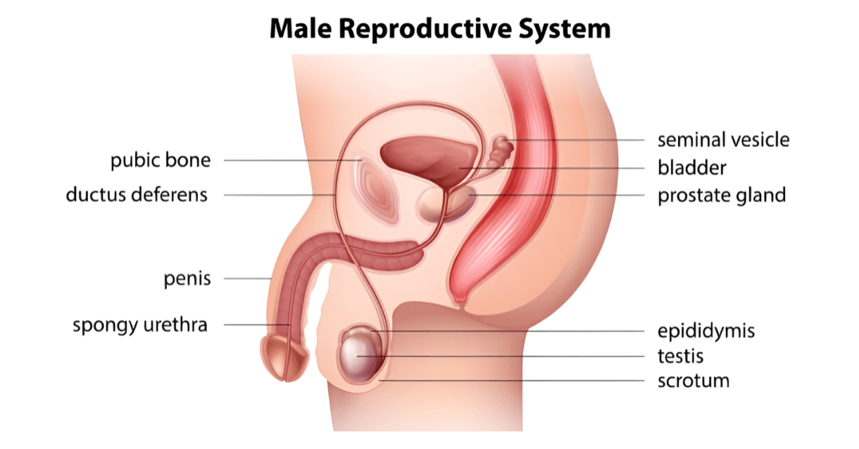 ProstateOrgasmsUncovered2